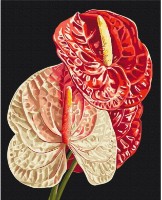 Tablou pe numere Brushme Anthurium (BS54136) imaginea #1 — magazin online Desire.md