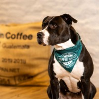 Бандана для собак Max & Molly Coffee Break S (701104) фото №2 — интернет-магазин Desire.md