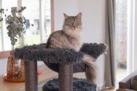 Ansamblu pentru pisici Beeztees Duco (408931) imaginea #4 — magazin online Desire.md