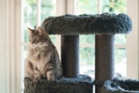 Ansamblu pentru pisici Beeztees Kaleo (408934) imaginea #2 — magazin online Desire.md