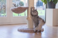 Когтеточка для кошек Beeztees Ramiro (408921) фото №3 — интернет-магазин Desire.md