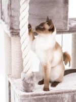 Когтеточка для кошек Petrebels Cat Tree Lodge 107 Cappuccino (431420) фото №5 — интернет-магазин Desire.md