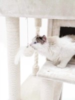 Когтеточка для кошек Petrebels Cat Tree Lodge 107 Cream (431418) фото №4 — интернет-магазин Desire.md