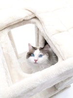 Когтеточка для кошек Petrebels Cat Tree Lodge 107 Cream (431418) фото №5 — интернет-магазин Desire.md