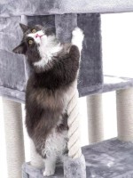 Когтеточка для кошек Petrebels Cat Tree Lodge 107 Grey (431419) фото №4 — интернет-магазин Desire.md