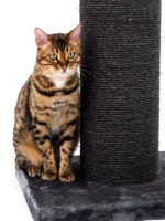 Ansamblu pentru pisici Petrebels The Rebels Savannah 86 Pepper (431201) imaginea #2 — magazin online Desire.md