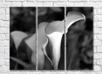 Картина ArtPoster Black and White Triptych Calla flowers (500835)