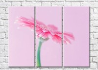 Картина ArtPoster Pink Gerbera (3448914)