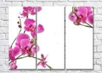 Картина ArtPoster Orchids (500765)