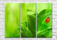 Картина ArtPoster Ladybug on leaves (3448879)