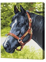 Tablou pe numere Art Gallery Premium 20x30cm Cal negru (CX3545)