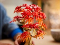Set de construcție Lego Botanical Collection: Japanese Red Maple - Bonsai Tree (10348) imaginea #5 — magazin online Desire.md