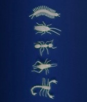 Figurine animale Moulin Roty Insects (MR711393) imaginea #4 — magazin online Desire.md