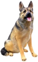 Figurina gradina Figuren Discounter German Shepherd (z3657)