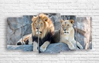 Картина ArtDesign A pair of lions 147x70cm (F-10189)