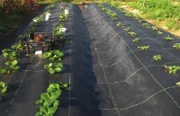 Agrofibre Bradas AWB5008050 imaginea #2 — magazin online Desire.md