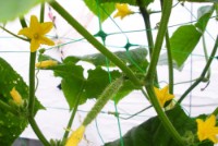 Сетка Bradas AS-CN08151717500 фото №4 — интернет-магазин Desire.md