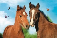 Puzzle Trefl Lovely Animals (19734)