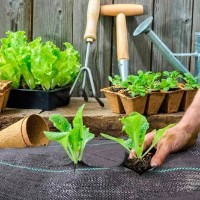 Agrofibre Ekspand 58867 imaginea #3 — magazin online Desire.md