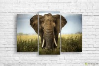 Pictură ArtDesign Elephant 127х85cm (F-10094)