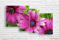 Картина ArtDesign Gerberas 155х94cm (C-10083)