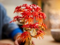 Set de construcție Lego Botanical Japanese Red Maple Bonsai Tree (10348) imaginea #6 — magazin online Desire.md