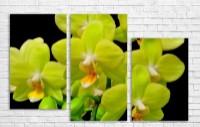 Pictură ArtDesign Light Green Orchids 111х70cm (C-10034)