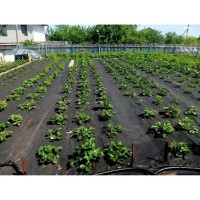 Агроволокно Bradas AWB8008010 фото №3 — интернет-магазин Desire.md