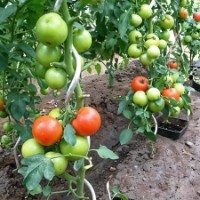 Опора для растений Profmet 385181 фото №2 — интернет-магазин Desire.md