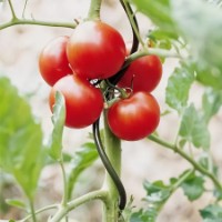 Опора для растений Profmet 385191 фото №2 — интернет-магазин Desire.md