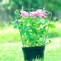 Опора для растений Profmet 385601 фото №3 — интернет-магазин Desire.md