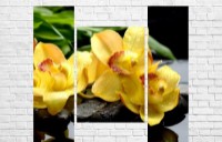 Pictură ArtDesign Yellow Orchid 125x110cm (C-10095)