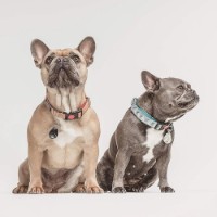 Средства защиты от насекомых Tickless PRO10-101BE Beige фото №3 — интернет-магазин Desire.md