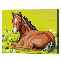 Картина по номерам Art Gallery Premium Жеребенок в поле 20x30см (CX3526)