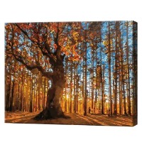 Tablou pe numere Art Gallery Premium Pădurea de aur 40x50cm (GX32098)