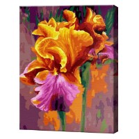 Tablou pe numere Art Gallery Premium Iriși aprinși 30x40cm (EX7958)