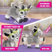 Jucărie de pluș Hasbro Daisy The Yoga Goat (886144281044) imaginea #2 — magazin online Desire.md