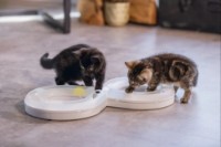 Jucărie pentru pisici Beeztees Rail (440418) imaginea #2 — magazin online Desire.md