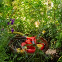 Дождеватель Profmet 817583 фото №6 — интернет-магазин Desire.md