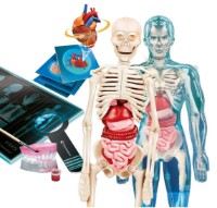 Set de cercetare pentru copii Classic World Super Anatomy (75104) imaginea #3 — magazin online Desire.md