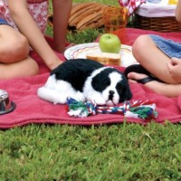 Jucărie de pluș Perfect Petzzz Border Collie (737412996125) imaginea #3 — magazin online Desire.md