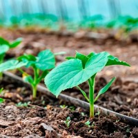 Bandă pentru irigare prin picurare Profmet 817755 imaginea #3 — magazin online Desire.md