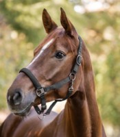 Căpăstru Waldhausen Gloomy Grey (5048310-WB) imaginea #2 — magazin online Desire.md