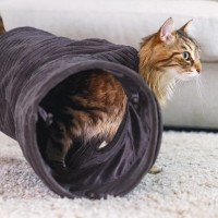 Jucărie pentru pisici Beeztees Ribber (704783) imaginea #2 — magazin online Desire.md