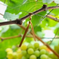 Проволка Profmet 385411 фото №3 — интернет-магазин Desire.md