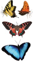 Наклейки DPCraft Butterflies (DPNK-212) фото №3 — интернет-магазин Desire.md