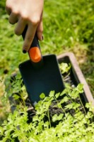 Echipamente de curățare Master Garden RN3550 imaginea #4 — magazin online Desire.md