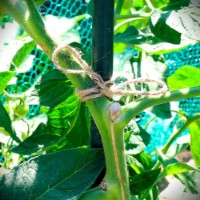 Frânghie Gruntek 295203200 imaginea #2 — magazin online Desire.md