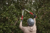 Foarfecă de gradină Milwaukee 4932498625 imaginea #8 — magazin online Desire.md