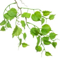  imaginea #2 — magazin online Desire.md